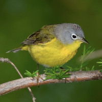 Nashville Warbler